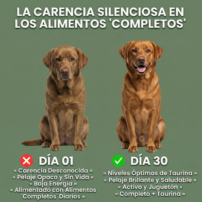 VitaTaurina+ - Nº 1 recomendado por veterinarios