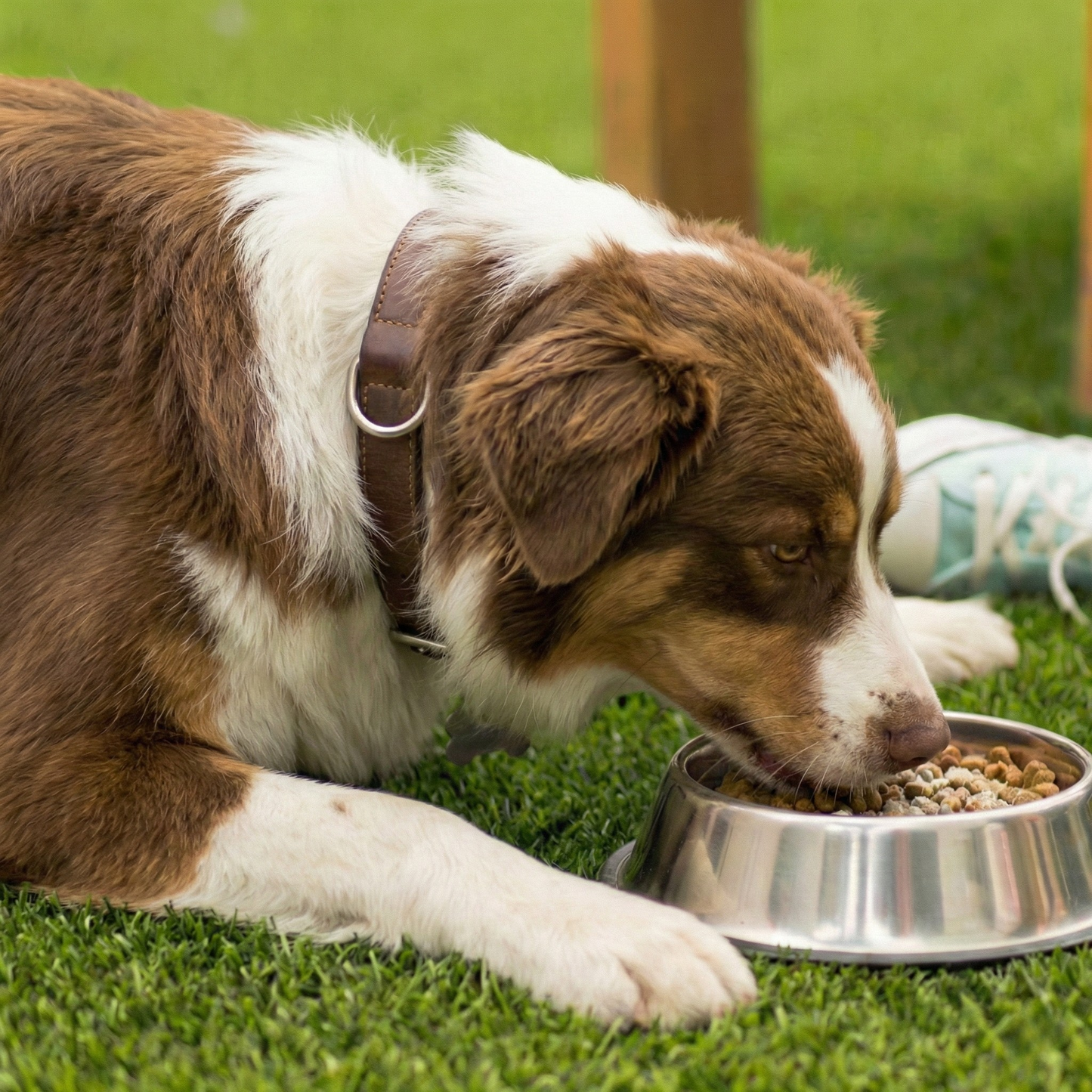 VitaTaurina+ - Nº 1 recomendado por veterinarios